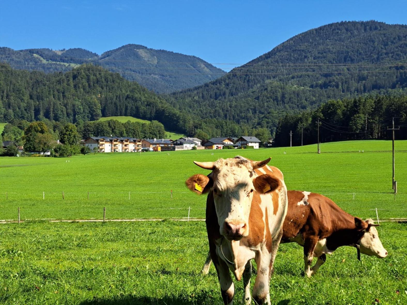 Ferienhof Brunbacher Wolfgangsee Sankt Wolfgang im Salzkammergut Экстерьер фото